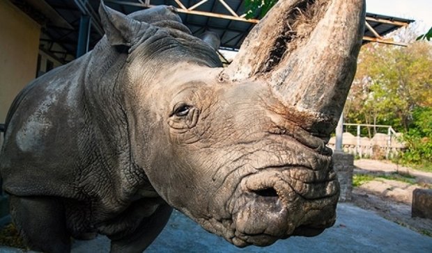 У зоопарку Києва померла самка найстарішого білого носорога