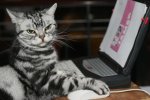У Дніпрі кіт Семен влаштувався на роботу, і це не жарт: дармового Whiskas більше не буде