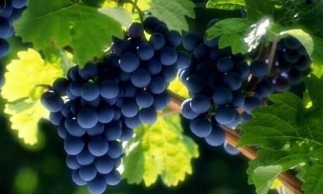 Медики рассказали о пользе винограда