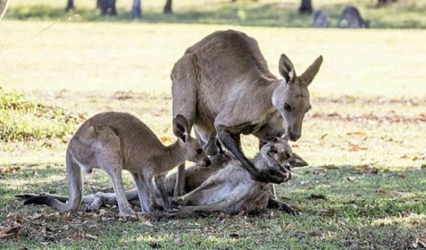 Зворушливе прощання кенгурятка з мамою вразило мережу 