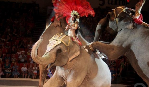  У Могильові під час шоу в цирку впав слон (відео)
