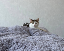 Котик, фото: Знай.ua