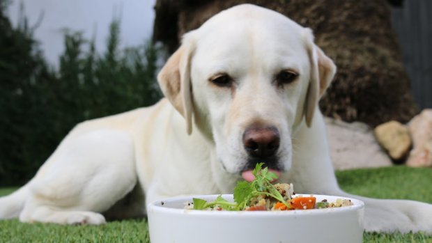 Мої собаки — вегани: австралійка перевела улюблених лабрадорів на рослинну дієту