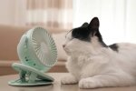 Кот под вентилятором / фото: Pinterest