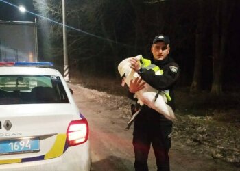Поліцейські врятували лебедя, фото: Facebook