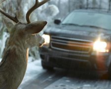 В Украине впервые за всю историю построят мосты для животных