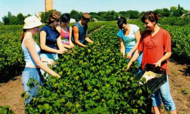 Ціною життя: як за кордоном калічать українських заробітчан