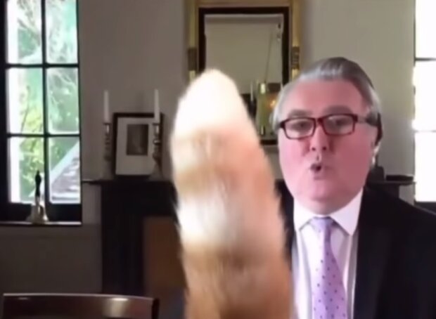 Депутатський кіт зірвав важливе засідання парламенту: шикарний пухнастий хвіст розсмішив увесь світ