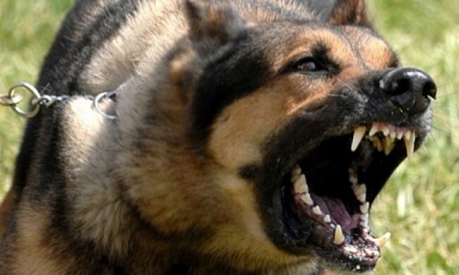 Собака вихователя волинського інтернату покусала дитину