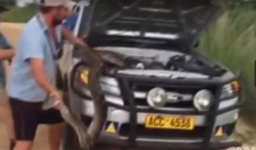 Автовласник «пригрів» під капотом пітона (відео)