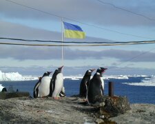 Запрет цирков и дельфинариев: в Антарктиде впервые состоится Всеукраинский марш за животных