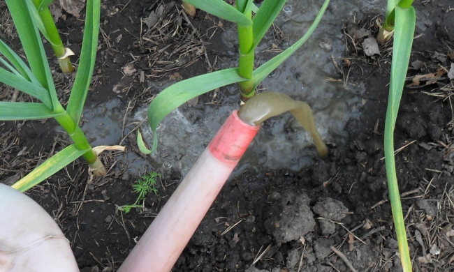 Подкормка чеснока, кадр из видео