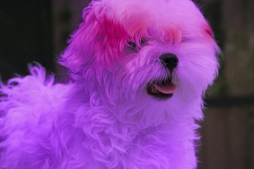 Смена имиджа едва не угробила собачку: фото