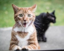 Японський інженер перетворив кота на пилосос: відео