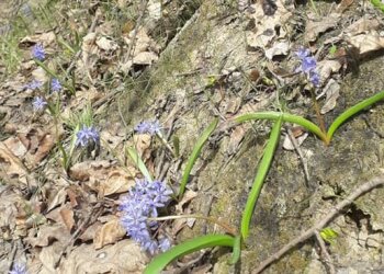 Подснежники, фото из Фейсбука