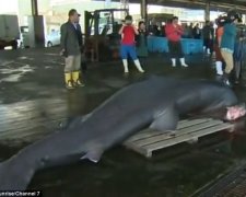 Японські рибалки зловили п'ятиметрову акулу