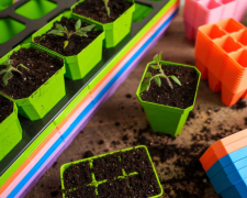 Розсада, зображення з вільних джерел