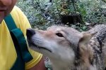 Прикарпатець врятував вовчицю і став для неї "батьком": "Зализала до смерті"