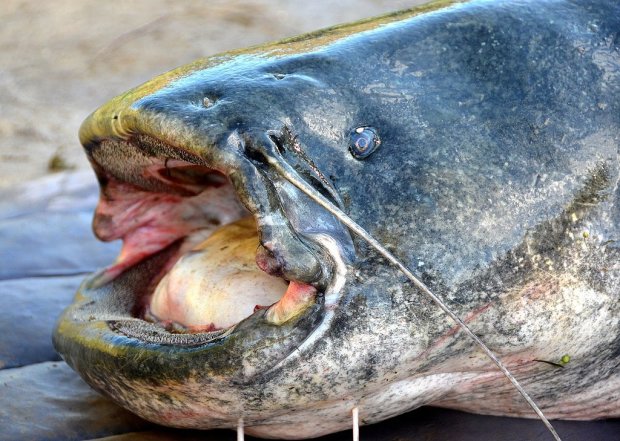 В Америке обнаружили рыб Апокалипсиса: Нибиру атакует даже на расстоянии