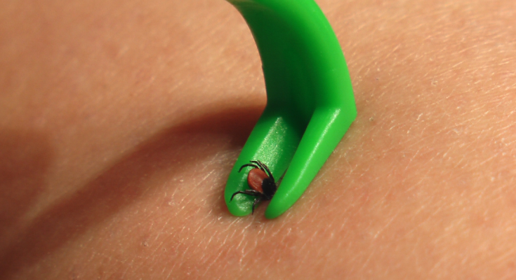 Клещ, изображение из свободных источников