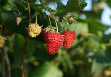 Малина, кадр с видео