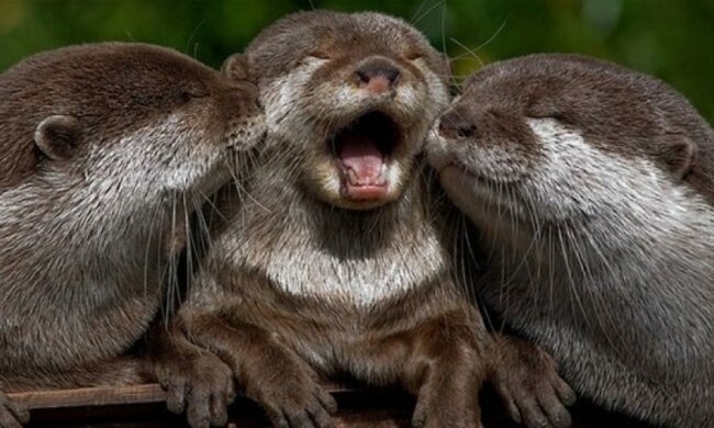 У тихому болоті: милі тварини жахають своїми звичками (ВІДЕО)