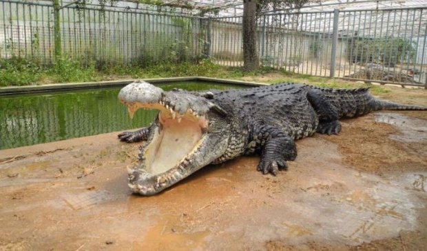 Китайскому крокодилу-гиганту предложили 16 подруг (ФОТО)
