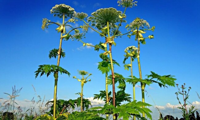 МОЗ предупреждает об опасных растениях в Украине: даже касание может вызвать отравление