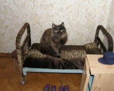 У нього ж лапки: копи затримали кота-наркокур'єра