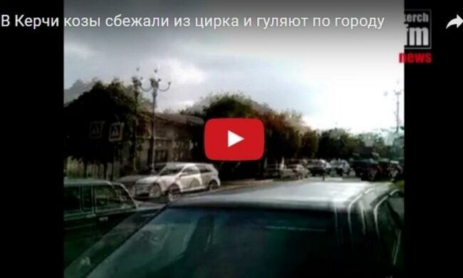 По Керчи разгуливают козы с собаками