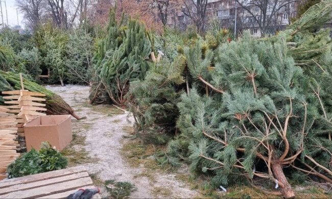 ялинкові базари