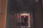 Розыгрыш над отцом, скриншот: TikTok