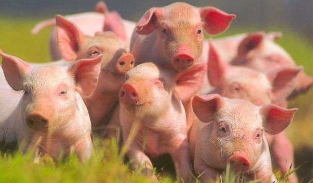 Беларусь запретила импорт украинской свинины 