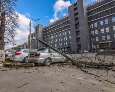 У Харкові дерево розчавило припаркований легковик, кадри дорожнього хоррору