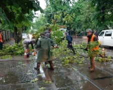 Десятки повалених дерев і розтрощені автівки - стихія увірвалася до Львова і наробила лиха, фото