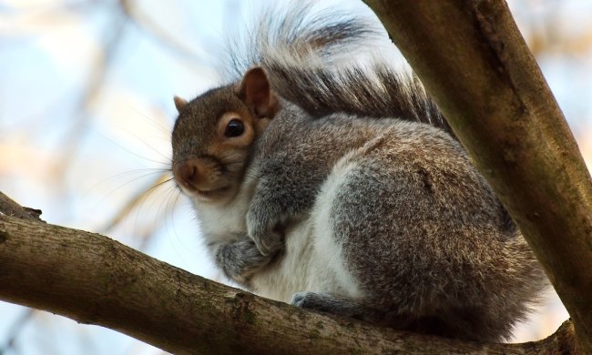 Белка-толстушка плюнула на диеты и полакомилась аппетитным фастфудом.  Всего за сутки пушистый грызун завоевал любовь соцсетей