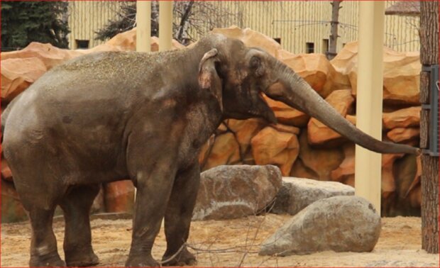 Харьковских слонов отправили на "новоселье"