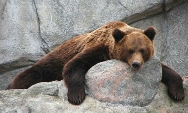 У зоопарку відвідувачі отруїли ведмедя