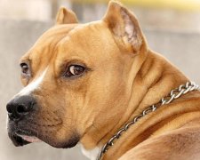 Український суд вперше конфіскував собаку. Тварина нічого не коментує