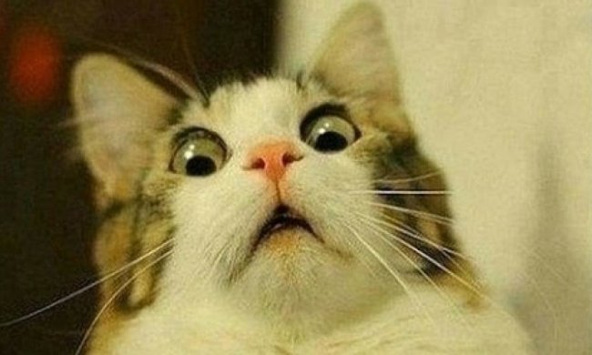 Кошки освободят  человечество от СПИДа