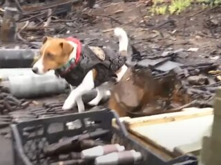 Пес Патрон, скріншот з відео