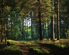 В Коблево собирались по-тихому украсть 48 гектаров леса