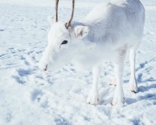 Біліше снігу: унікальне білосніжне оленя підірвало мережу