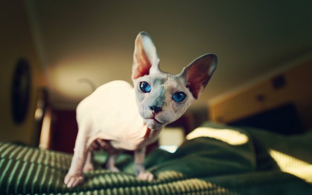 Лучшие мемы на 8 июля: лысый кот с красивой кисой и полный сюрреализм