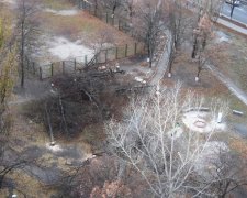 Вандали не сплять: у столичному сквері повирубали дерева