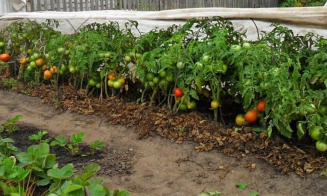 Помидоры, огород, фото из свободных источников