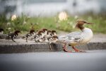 Качки крохалі під час рятувальної акції у Варшаві