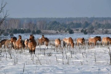 Люди не нужны: как выглядит дикая природа зимнего Чернобыля