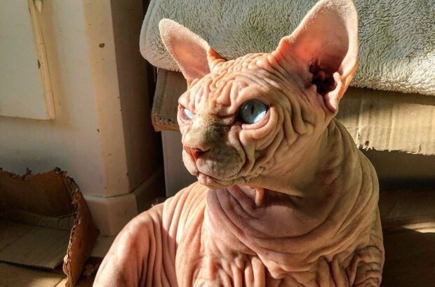 лысый кот Джердан, фото Instagram