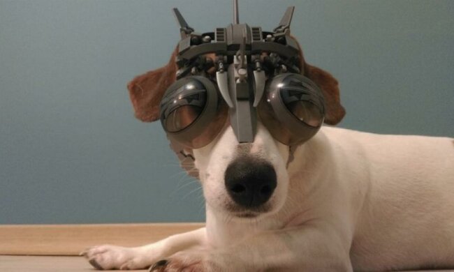 Пневмособака бігає зі швидкістю 9,5 км